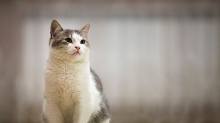 Descubre algunos de los mitos más famosos sobre la salud de tu gato