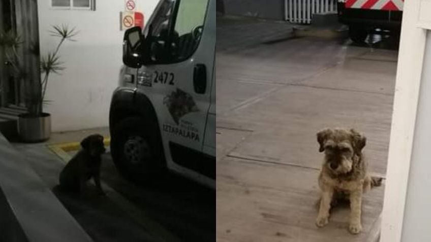 VIDEO: ¡Amistad verdadera! 'Perrito' no abandona a su amigo y lo acompaña en la ambulancia