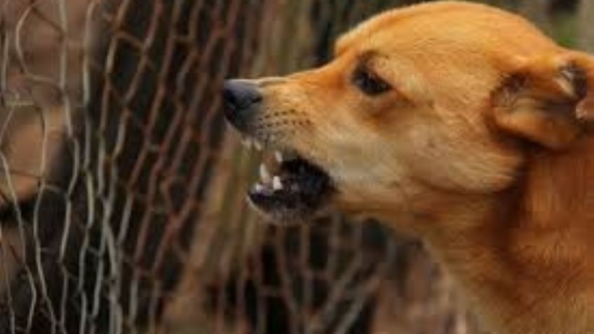 Bebé muere tras mortal mordida de un perro; no era agresivo y solía jugar con ella