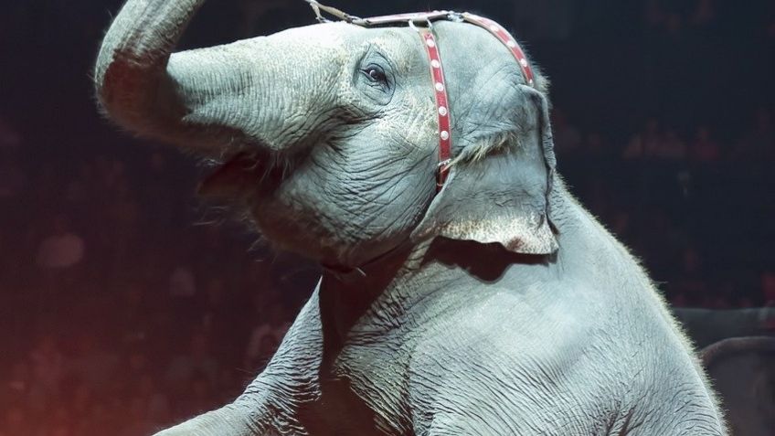 VIDEO: Elefantes se pelean en plena función de circo y causan pánico entre asistentes