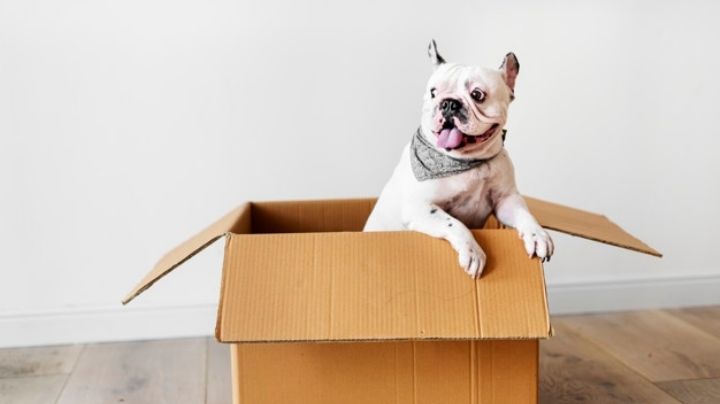 Dale a tu mascota la magia de la mitología nórdica con estos nombres para perros