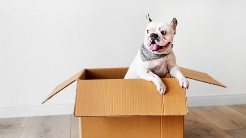 Dale a tu mascota la magia de la mitología nórdica con estos nombres para perros