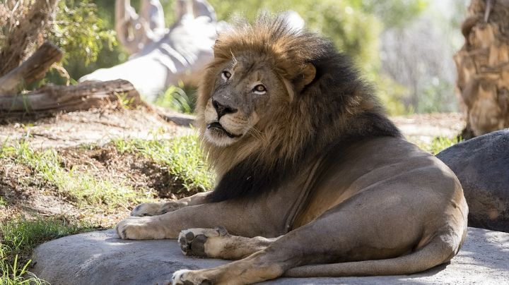 CDMX: Profepa incinera al león encontrado muerto en la vía pública; "era un perro", según vecinos