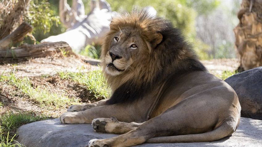 CDMX: Profepa incinera al león encontrado muerto en la vía pública; "era un perro", según vecinos