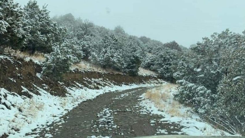 Blanca primavera en Sonora: Sierra de Cananea se cubre de nieve y comparten bellas imágenes