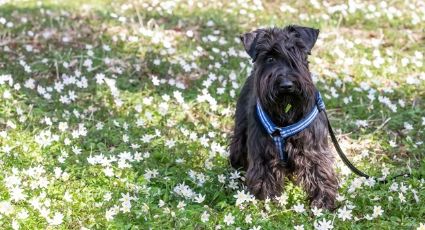 ¿Adoptarás un schnauzer? Conoce los cuidados especiales de este adorable perro