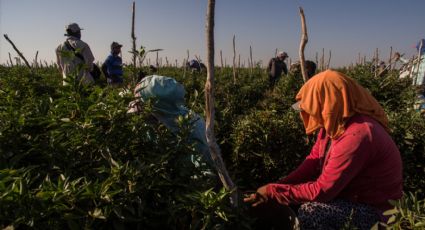 Inseguridad en el valle de Guaymas y Empalme afecta la productividad