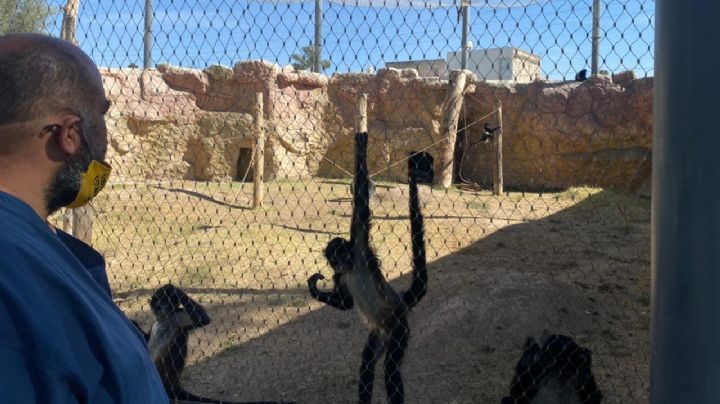 ¡Terrible! Por ocio, joven golpea a un mono; entró de manera clandestina a un zoológico