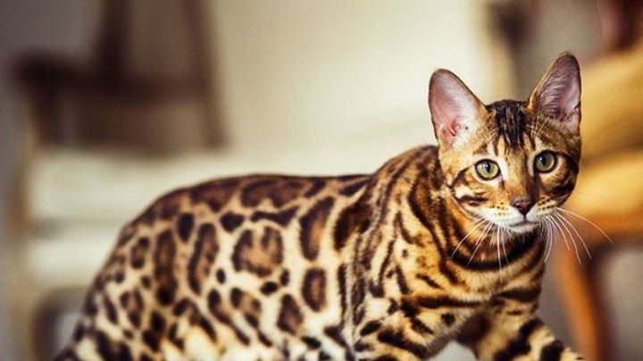 Enamórate de las curiosidades y características del asombroso gato bengalí