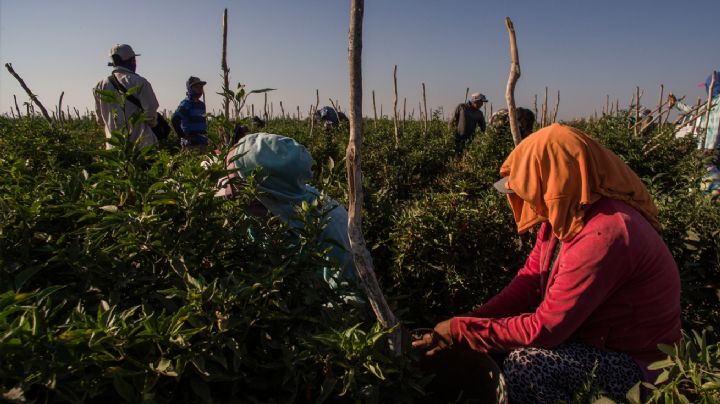 Inseguridad en el valle de Guaymas y Empalme afecta la productividad