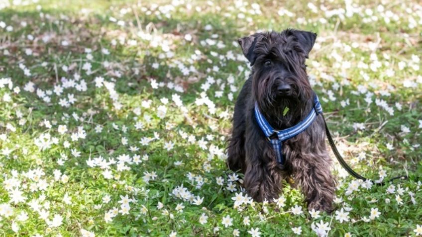 ¿Adoptarás un schnauzer? Conoce los cuidados especiales de este adorable perro