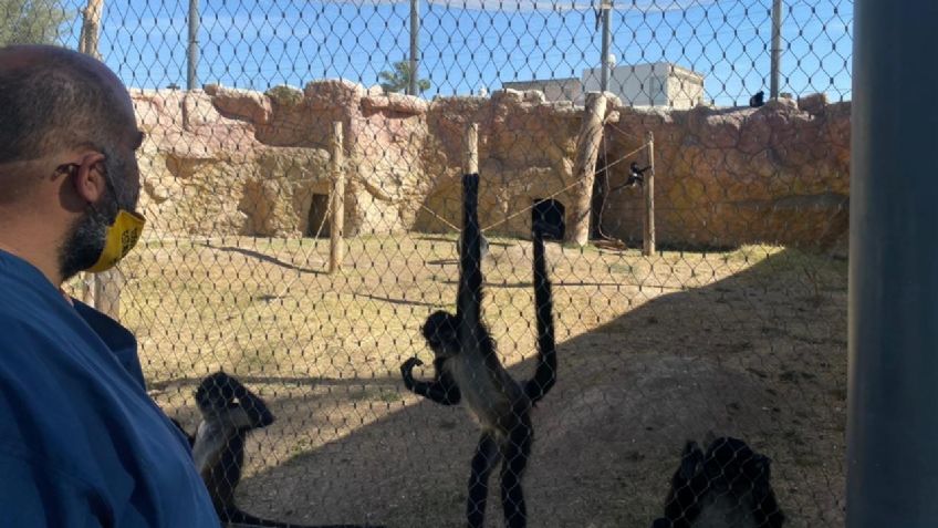 ¡Terrible! Por ocio, joven golpea a un mono; entró de manera clandestina a un zoológico