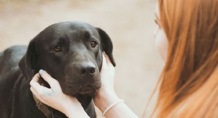 Héroe de 4 patas: 'Perrita' pide ayuda para salvar a su dueña de una convulsión