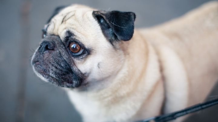 ¿Tienes un pug? Averigua algunos nombres ideales para perros de esta raza