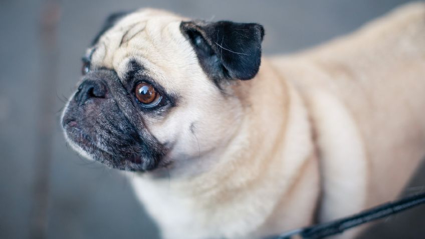 ¿Tienes un pug? Averigua algunos nombres ideales para perros de esta raza