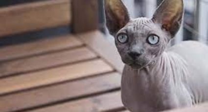 ¿Tienen pelo? Descubre algunas características de los asombrosos gatos egipcios