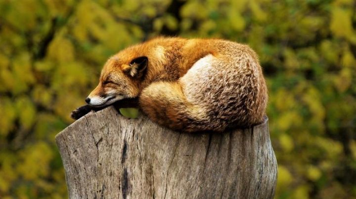 Biólogos muestran preocupación ante la posible propagación de Covid-19 en animales