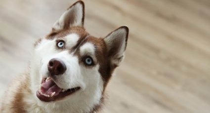 ¿Adoptaste un Husky Siberiano? Estos consejos te ayudarán a criarlo con éxito