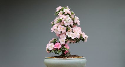 Azaleas: Averigua por qué estas flores son sumamente venenosas para el ser humano