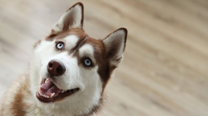 ¿Adoptaste un Husky Siberiano? Estos consejos te ayudarán a criarlo con éxito