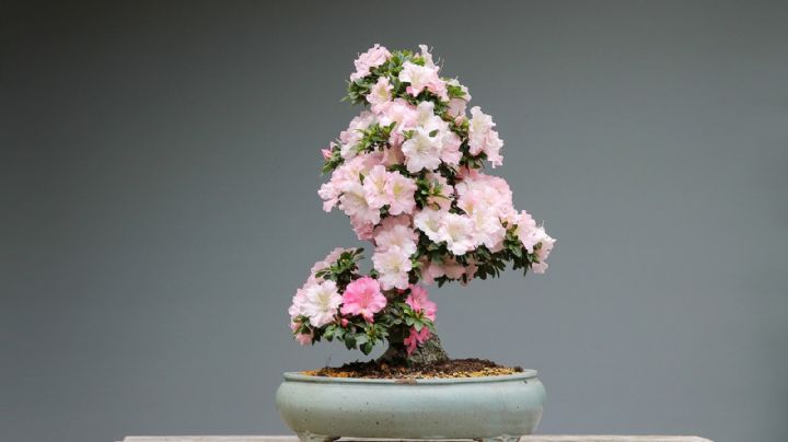 Azaleas: Averigua por qué estas flores son sumamente venenosas para el ser humano