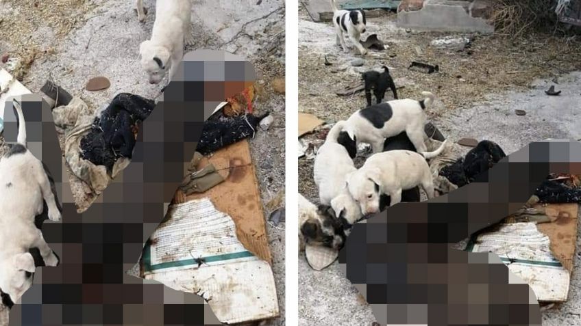 Macabro hallazgo: Descubren cadáver sin cabeza en Sonora mientras manada de perros lo devoraba