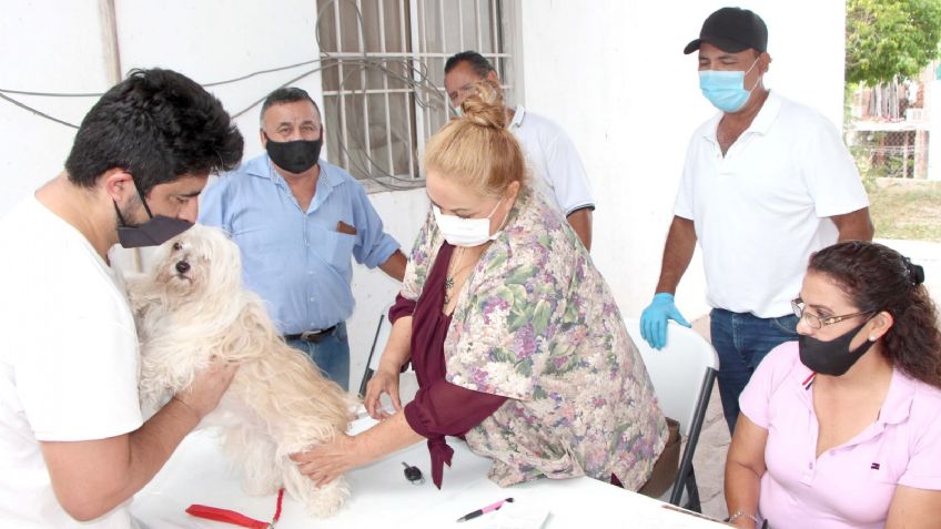 Calor ‘activaría’ casos de rickettsia, previenen la enfermedad con vacunación