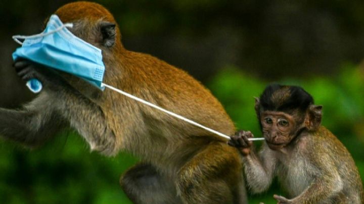 ¡Malas noticias! La pandemia por Covid-19 también ha afectado a cientos de animales