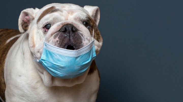 ¡A inmunizar a los perritos! Rusia aprueba la primera vacuna contra Covid-19 para animales