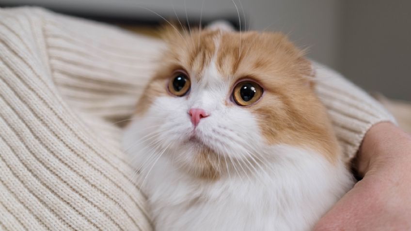 ¡Indignante! Gata que desapareció por cinco días fue violada, denuncia su dueña en redes sociales