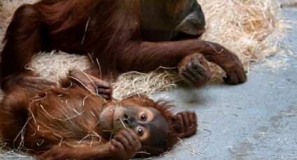 Zoológico de San Diego vacuna a sus simios contra el Covid-19 tras detectar 8 contagios