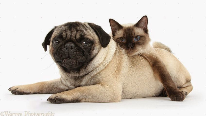 ¿El pug puede convivir de forma pacífica con el gato? La respuesta te dejará helado