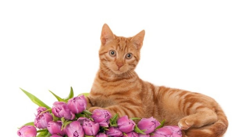 Decorar tu casa con estas flores podría ser malo para la salud de tu gato