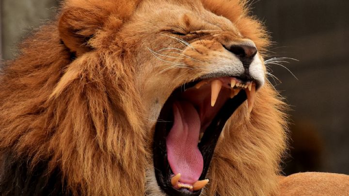 Explorador de un safari es devorado vivo por leones; buscaba un chita para turistas ricos