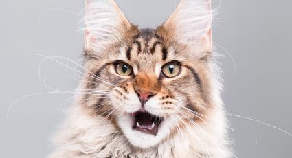 ¡Son gigantes! Enamórate de las características del gato Maine coon