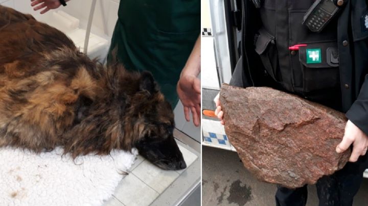 ¡Inhumana! Multan a una mujer por atarle una piedra a su perra y arrojarla a un río 