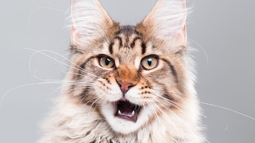 ¡Son gigantes! Enamórate de las características del gato Maine coon