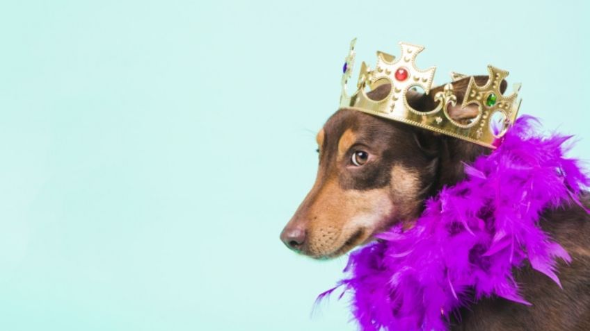 ¡Dignos de la corona! Sorpréndete con estos nombres para perros inspirados en la realeza