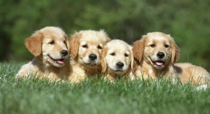 Evita que se enferme al conocer los cuidados especiales que necesita un Golden retriever