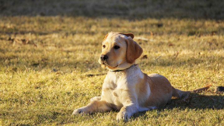 ¿Eres fan del golden retriever? Entonces estos glamourosos diseños de uñas te fascinarán