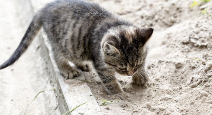 Haz tu buena acción del día y adopta un gato callejero con estos sencillos consejos