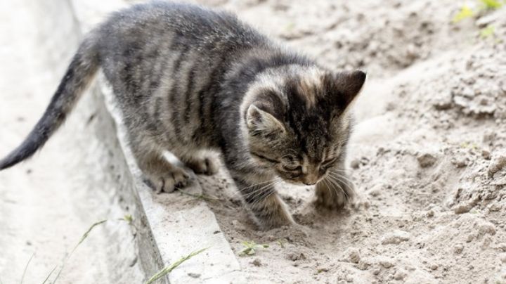 Haz tu buena acción del día y adopta un gato callejero con estos sencillos consejos