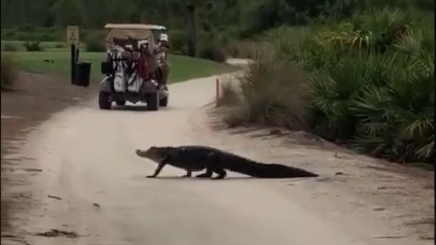 VIDEO: ¡Impresionante! Madre capta un enorme caimán mientras grababa a su hijo jugar golf