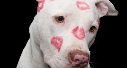 ¡Dile adiós a 'Firulais'! Estos nombres son perfectos para perros de raza pitbull