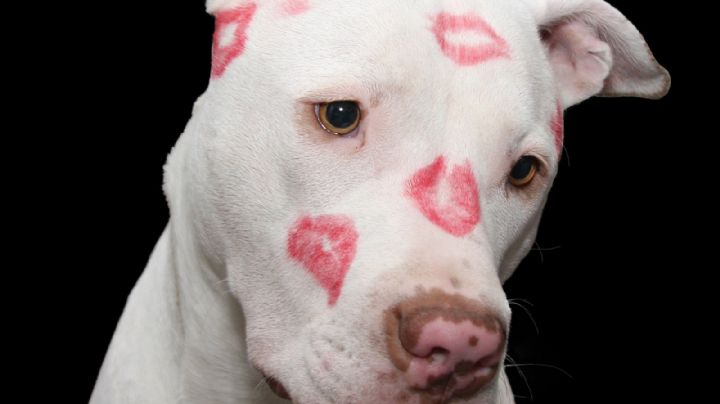 ¡Dile adiós a 'Firulais'! Estos nombres son perfectos para perros de raza pitbull