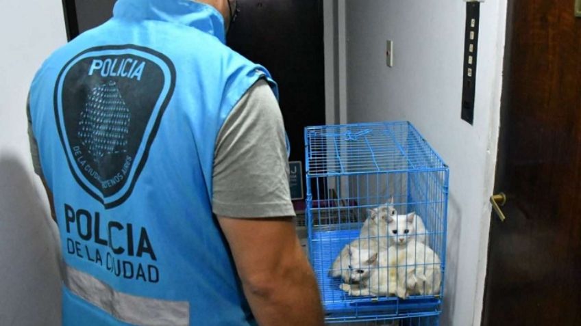 Insólito: Mujer congela los cadáveres de 7 gatos; tenía otros 17 en condiciones deplorables