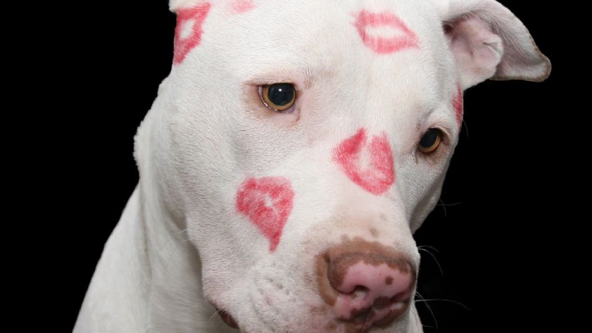 ¡Dile adiós a 'Firulais'! Estos nombres son perfectos para perros de raza pitbull