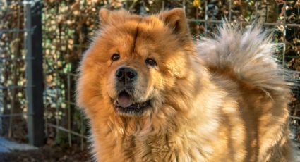 ¿Quieres tener un perro? Conoce las ventajas de tener a un chow chow en casa