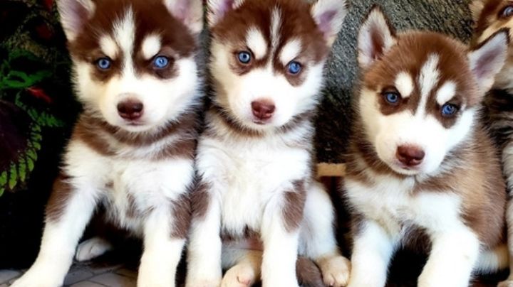 Haz que tu Husky Siberiano se sienta muy especial con estos nombres para perros