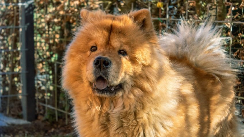 ¿Quieres tener un perro? Conoce las ventajas de tener a un chow chow en casa